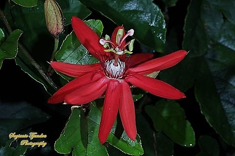 The Crimson Passion Flower, Passiflora Vitifolia (Passifloraceae)  Crimson passion flower,Geotagged,Indonesia,Passiflora vitifolia,Summer