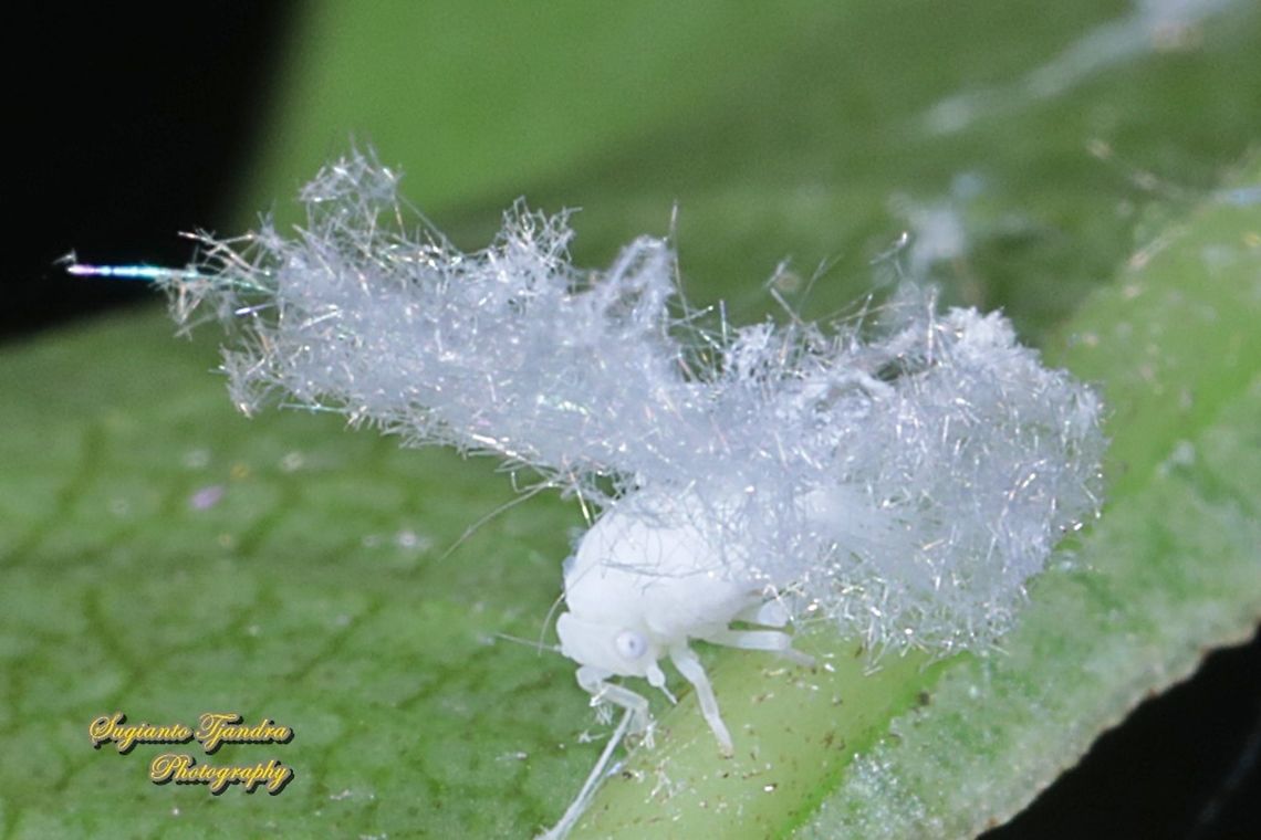 Ricaniid Planthopper Nymph (Ricaniidae)  Geotagged,Indonesia,Summer