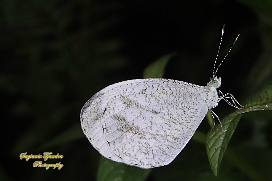 Leptosia nina chlorographa, the psyche  Geotagged,Indonesia,Leptosia nina,Psyche,Summer