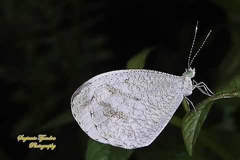 Leptosia nina chlorographa, the psyche  Geotagged,Indonesia,Leptosia nina,Psyche,Summer