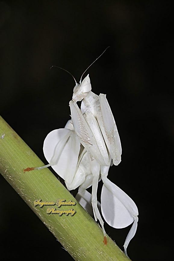 White flower / Orchid mantis, Hymenopus coronatus (Hymenopodidae)  Geotagged,Hymenopus coronatus,Indonesia,Malaysian Orchid Mantis,Summer