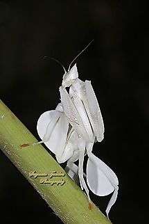 White flower / Orchid mantis, Hymenopus coronatus (Hymenopodidae)  Geotagged,Hymenopus coronatus,Indonesia,Malaysian Orchid Mantis,Summer