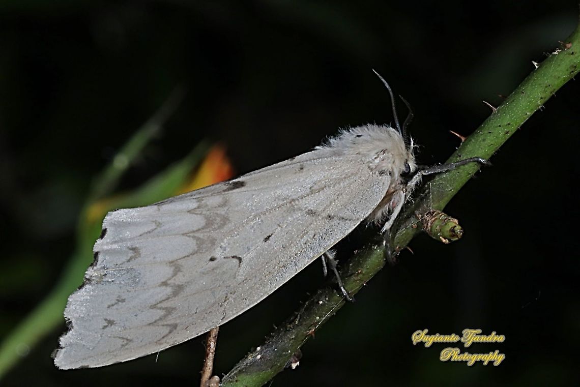 Tussock Moth, Lymantria Sp.