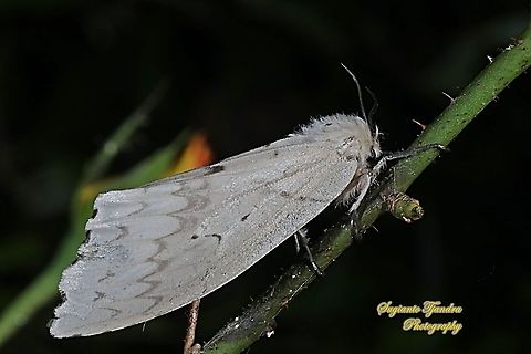 Tussock Moth, Lymantria Sp.