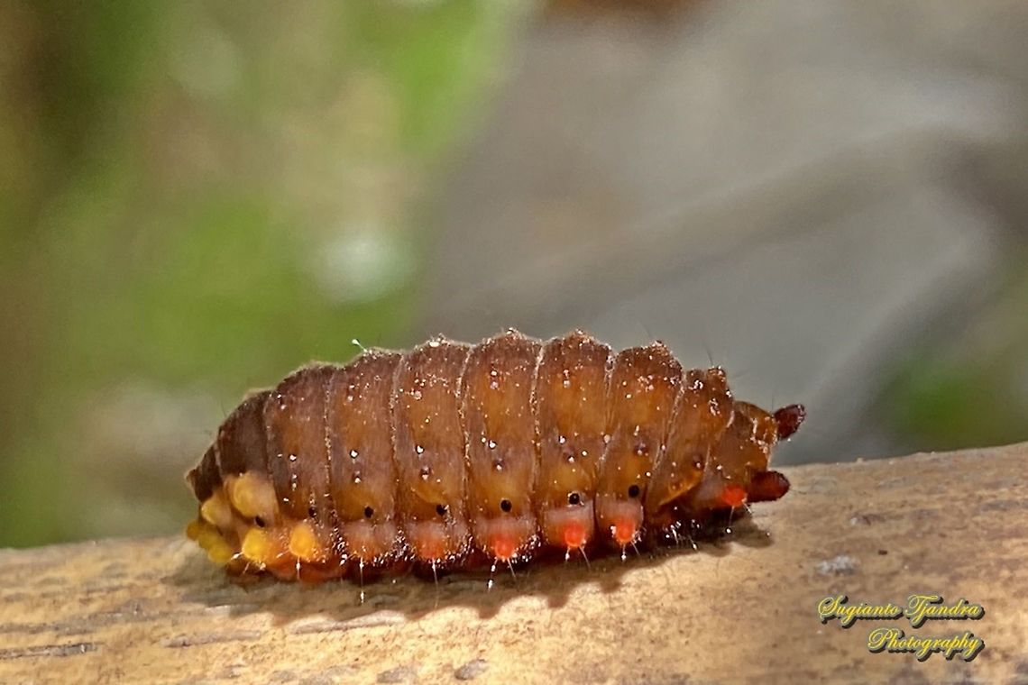 Moth caterpillar, Trypanophora semihyalina  Geotagged,Indonesia,Summer,Trypanophora semihyalina