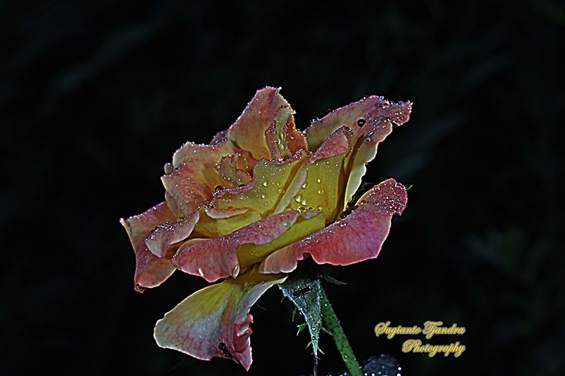 Bicolor rose flower  Geotagged,Indonesia,Summer