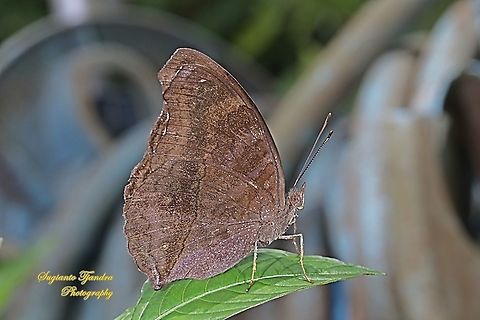 The Chocolate Pansy, Junonia Iphita -  lowerside  Chocolate soldier,Geotagged,Indonesia,Junonia iphita,Summer