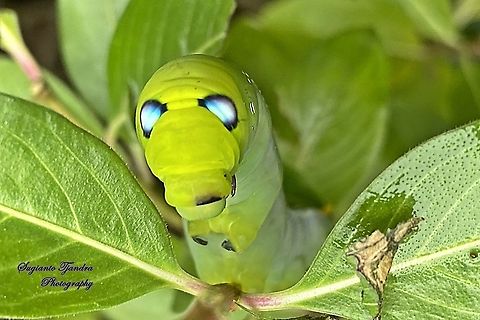 Oleander Hawk Moth Caterpillar (Daphnis nerii, Sphingidae) - "The monster"  Daphnis nerii,Geotagged,Indonesia,Oleander hawk-moth,Summer