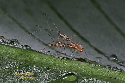 Walang kongkang/Sugarcane bug, Phaenacantha saccharicida, family Colobathristidae - "mating"  Geotagged,Indonesia,Phaenacantha saccharicida,Sugarcane red bug,Summer