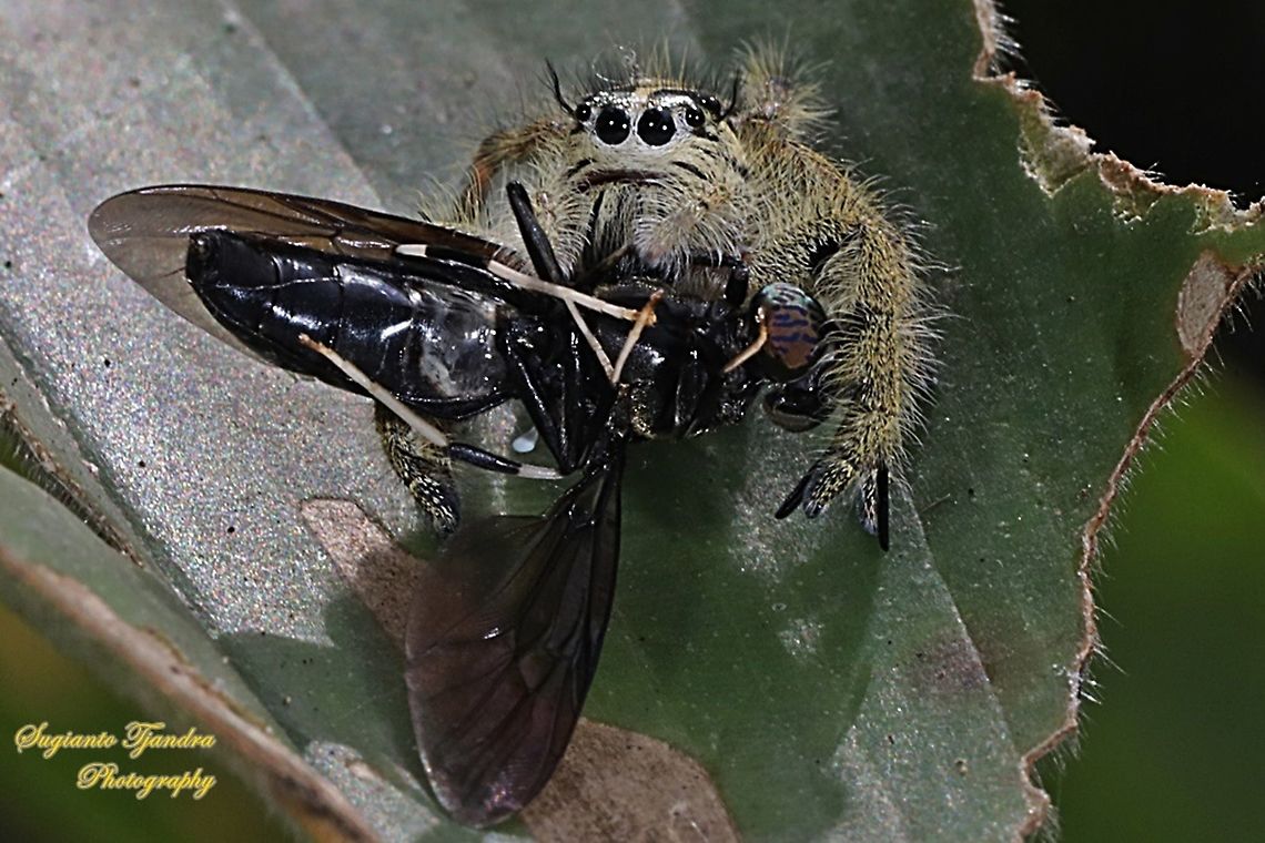 Jumping Spider, Hyllus diardi, Salticidae - Female w/ prey (Black Soldier fly)  Geotagged,Hyllus diardi,Indonesia,Summer
