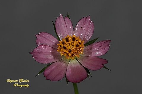 Bunga Kenikir Ungu (Cosmos caudatus)  Cosmos caudatus,Geotagged,Indonesia,Kenikir,Summer