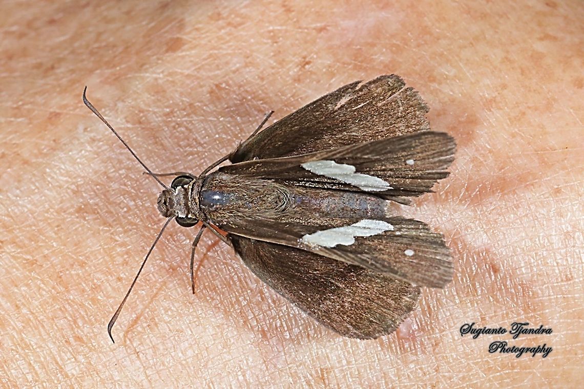Skipper Butterfly, Common Banded Demon, Notocrypta paralysos  Common banded demon,Geotagged,Indonesia,Notocrypta paralysos,Summer