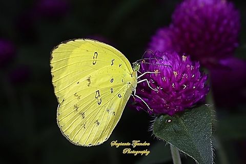 Three-spot grass yellow, Eurema blanda blanda - "sucking nectar on the Globe amaranth flower, Gomphrena Globosa, family Amaranthaceae"  Eurema blanda,Geotagged,Indonesia,Summer,Three-spot grass yellow