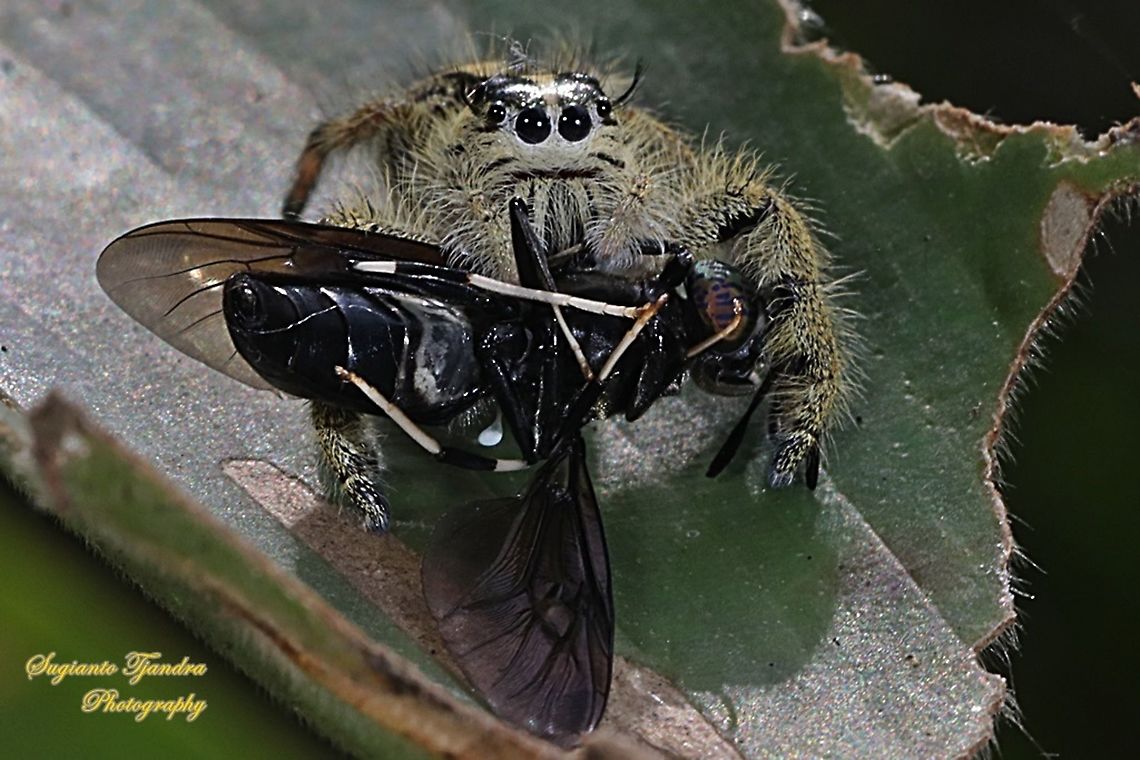 Jumping Spider, Hyllus diardi, Salticidae - Female w/ prey (Black Soldier fly)  Geotagged,Hyllus diardi,Indonesia,Summer