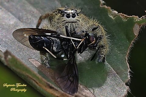Jumping Spider, Hyllus diardi, Salticidae - Female w/ prey (Black Soldier fly)  Geotagged,Hyllus diardi,Indonesia,Summer