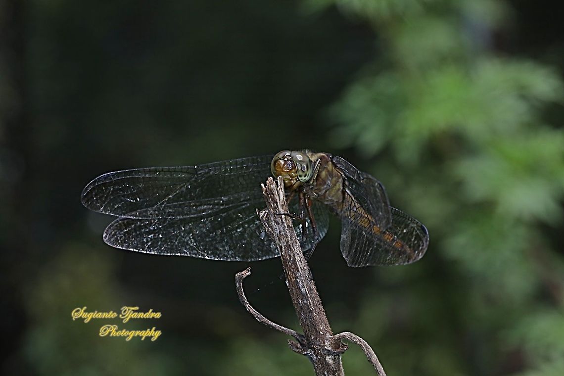 Red Percher Dragonfly (Neurothemis ramburii) - immature male  Geotagged,Indonesia,Neurothemis ramburii,Summer