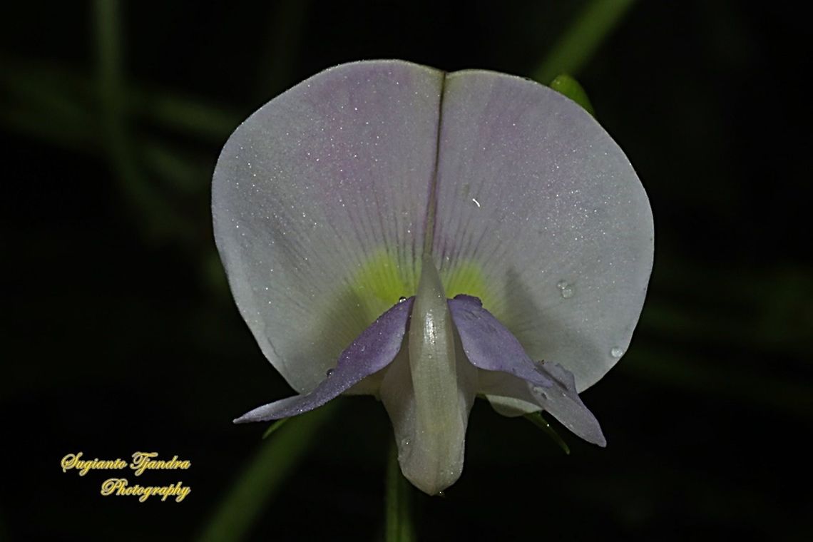 Flower of the asparagus bean/snake bean, Vigna unguiculata subsp. sesquipedalis  Cowpea,Geotagged,Indonesia,Summer,Vigna unguiculata