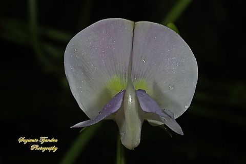 Flower of the asparagus bean/snake bean, Vigna unguiculata subsp. sesquipedalis  Cowpea,Geotagged,Indonesia,Summer,Vigna unguiculata