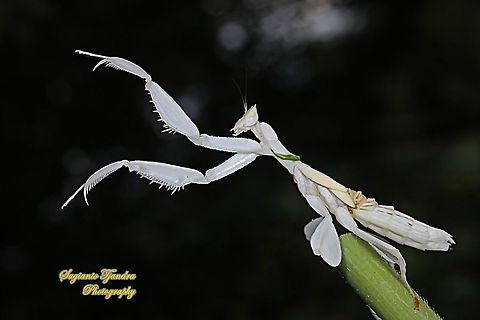 White flower / Orchid mantis, Hymenopus coronatus (Hymenopodidae) - "Dancing on the sky"  Geotagged,Hymenopus coronatus,Indonesia,Malaysian Orchid Mantis,Summer