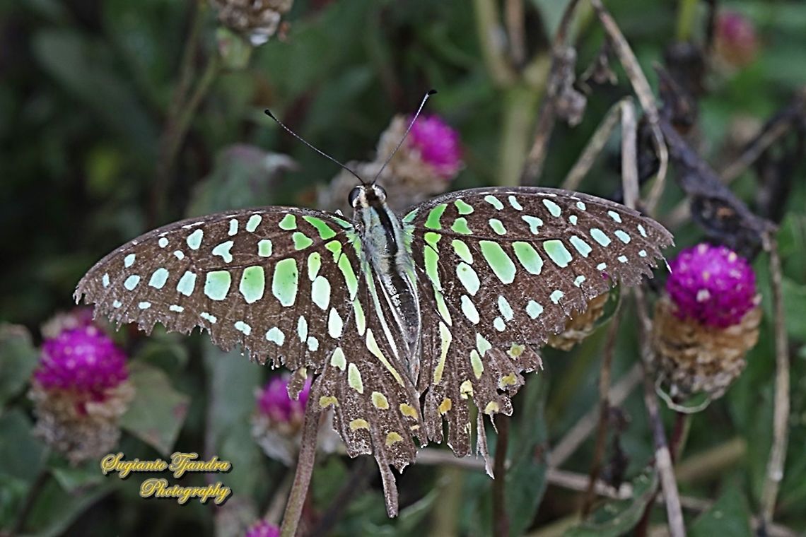 The Tailed Jay Butterfly, Graphium agamemnon  Geotagged,Graphium agamemnon,Indonesia,Summer,Tailed Jay