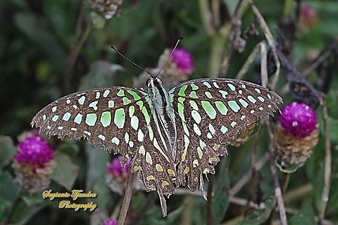The Tailed Jay Butterfly, Graphium agamemnon  Geotagged,Graphium agamemnon,Indonesia,Summer,Tailed Jay