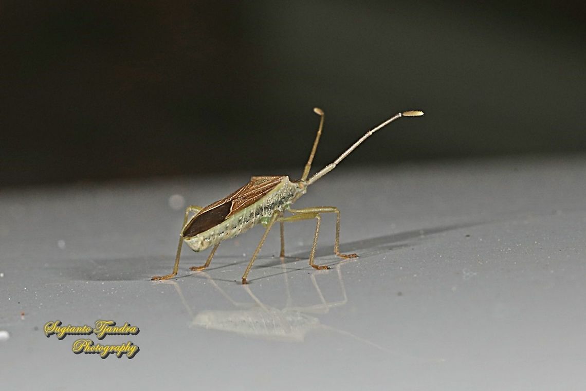 True Bug, Hemiptera Sp  Geotagged,Indonesia,Summer