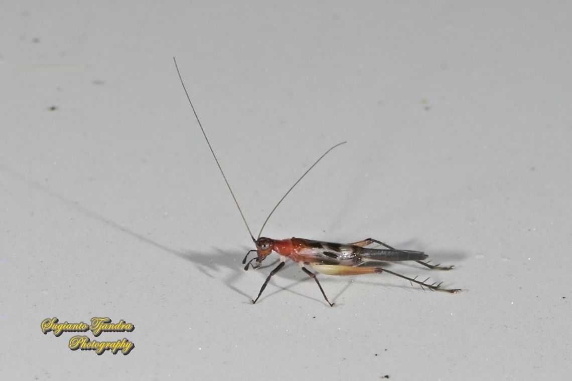 Tree Cricket (Oecanthinae)  Geotagged,Indonesia,Summer