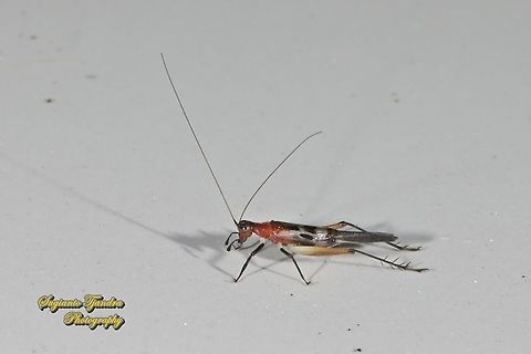 Tree Cricket (Oecanthinae)  Geotagged,Indonesia,Summer