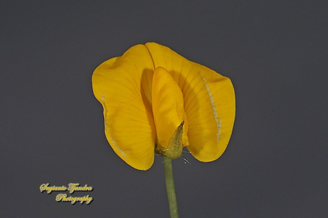 Arachis pintoi flower  Arachis pintoi,Geotagged,Indonesia,Pinto Peanut,Summer