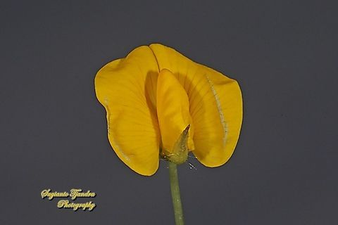 Arachis pintoi flower  Arachis pintoi,Geotagged,Indonesia,Pinto Peanut,Summer