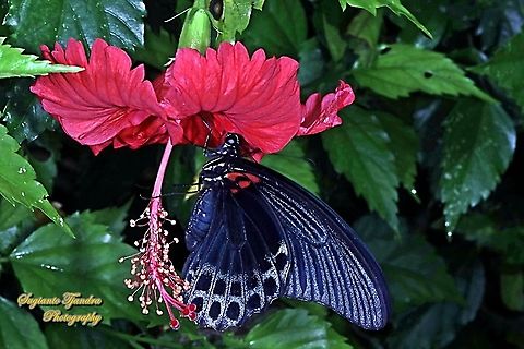 Great Mormon Butterfly, Papilio Memnon Memnon-Male "sucking nectar on the Hibiscus flower"  Geotagged,Great Mormon,Indonesia,Papilio memnon,Summer