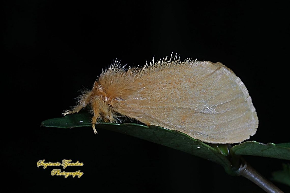 Tussock Moth, Nygmiini, Subfamily Lymantriinae, Erebidae  Geotagged,Indonesia,Summer