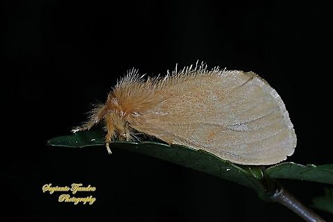 Tussock Moth, Nygmiini, Subfamily Lymantriinae, Erebidae  Geotagged,Indonesia,Summer