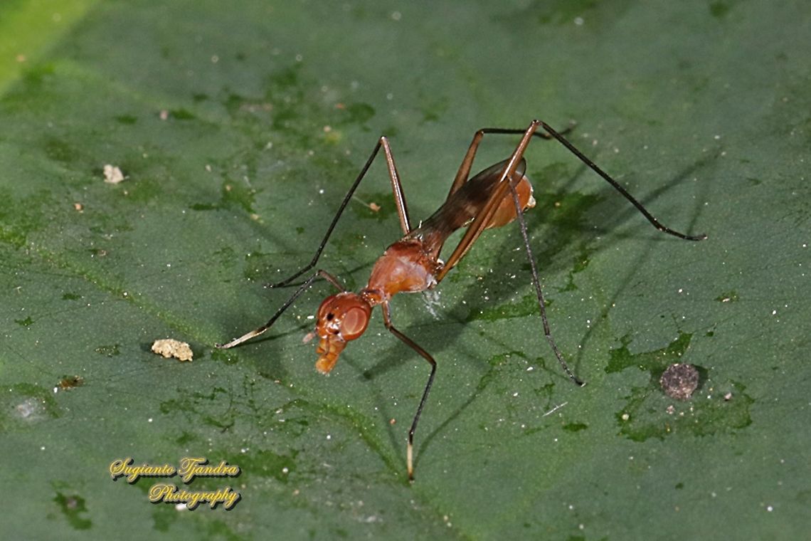 Stilt-Legged Fly (Taeniaptera trivittata), Family Micropezidae  Geotagged,Indonesia,Summer,Taeniaptera trivittata