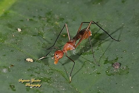 Stilt-Legged Fly (Taeniaptera trivittata), Family Micropezidae  Geotagged,Indonesia,Summer,Taeniaptera trivittata