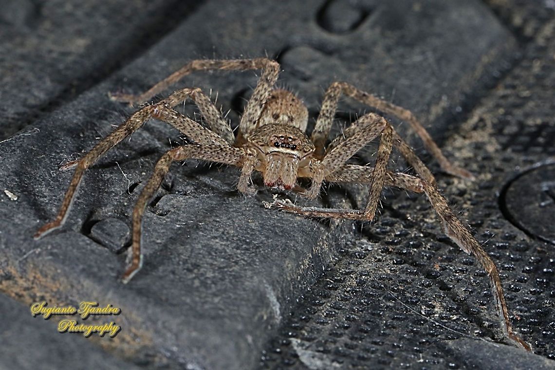 Huntsman spider, Sparassidae  Geotagged,Indonesia,Summer