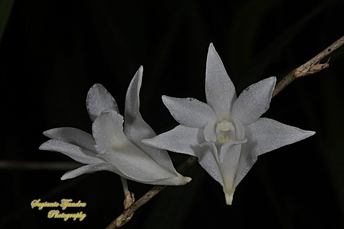 Pigeon Orchid, Dendrobium crumenatum  Dendrobium crumenatum,Geotagged,Indonesia,Pigeon orchid,Summer