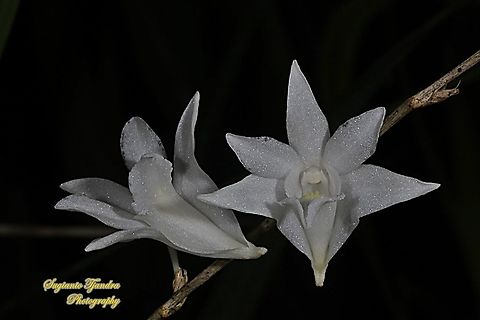 Pigeon Orchid, Dendrobium crumenatum  Dendrobium crumenatum,Geotagged,Indonesia,Pigeon orchid,Summer