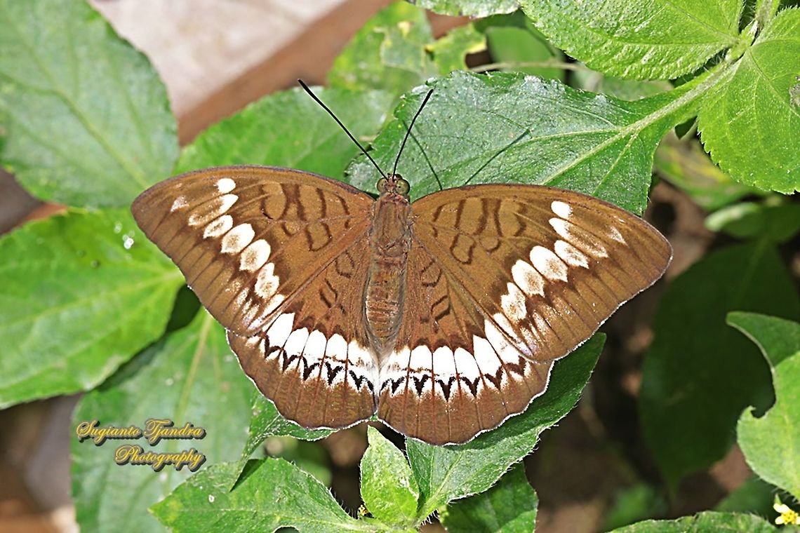 Tanaecia trigerta trigerta-female  Geotagged,Indonesia,Summer,Tanaecia trigerta