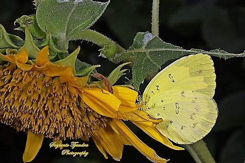 Three-spot grass yellow, Eurema blanda blanda - "sucking nectar on the Sun flower"  Eurema blanda,Geotagged,Indonesia,Summer,Three-spot grass yellow