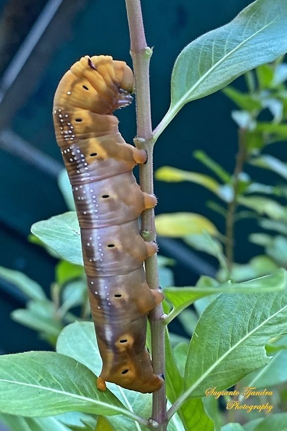 Oleander Hawk Moth Caterpillar (Daphnis nerii, Sphingidae)  Daphnis nerii,Geotagged,Indonesia,Oleander hawk-moth,Summer