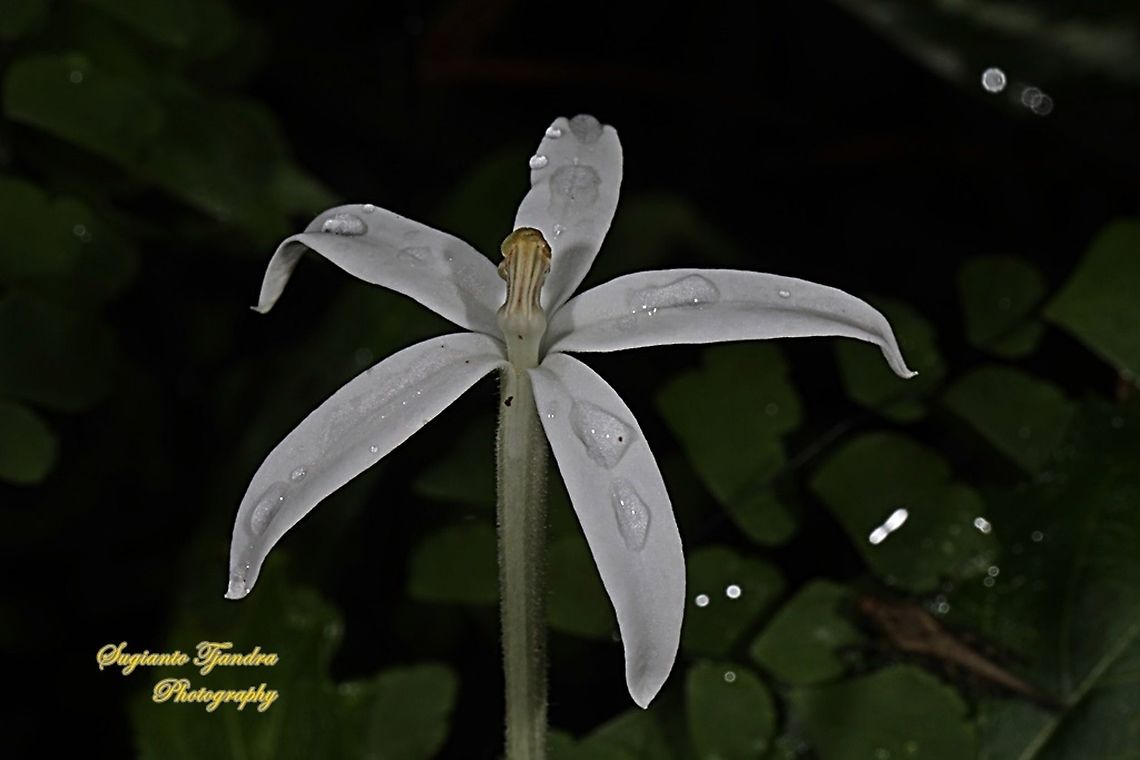 Kitolod - Star of Bethlehem flower (Hippobroma longiflora),  Geotagged,Indonesia,Summer
