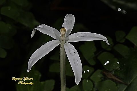 Kitolod - Star of Bethlehem flower (Hippobroma longiflora),  Geotagged,Indonesia,Summer