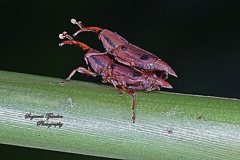 Sphenophorini Weevils, subfamily Dryophthorinae, family Dryophothoridae - "mating"  Geotagged,Indonesia,Summer