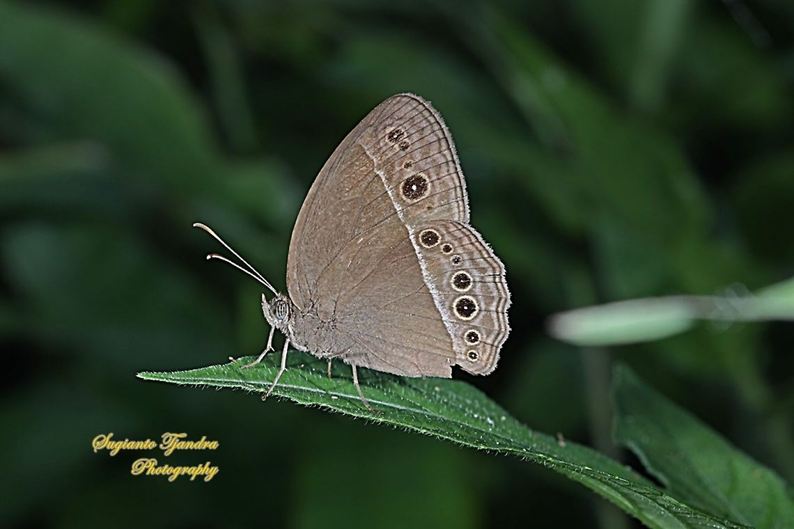 Horsfield's bush brown Butterfly (Mycalesis horsfieldi)  Bushbrown butterfly,Geotagged,Indonesia,Mycalesis horsfieldii,Summer