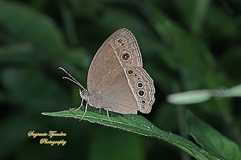 Horsfield's bush brown Butterfly (Mycalesis horsfieldi)  Bushbrown butterfly,Geotagged,Indonesia,Mycalesis horsfieldii,Summer