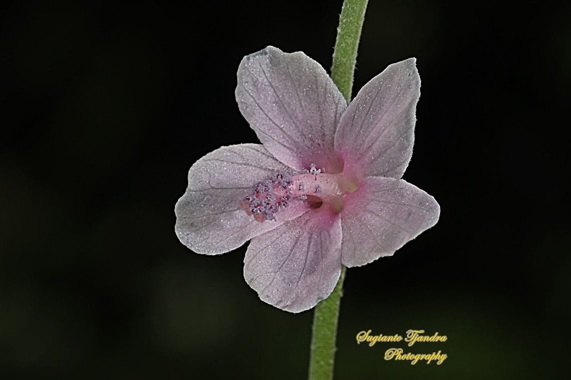 Caesarweed flower, Urena lobata  Caesarweed,Geotagged,Indonesia,Summer,Urena lobata
