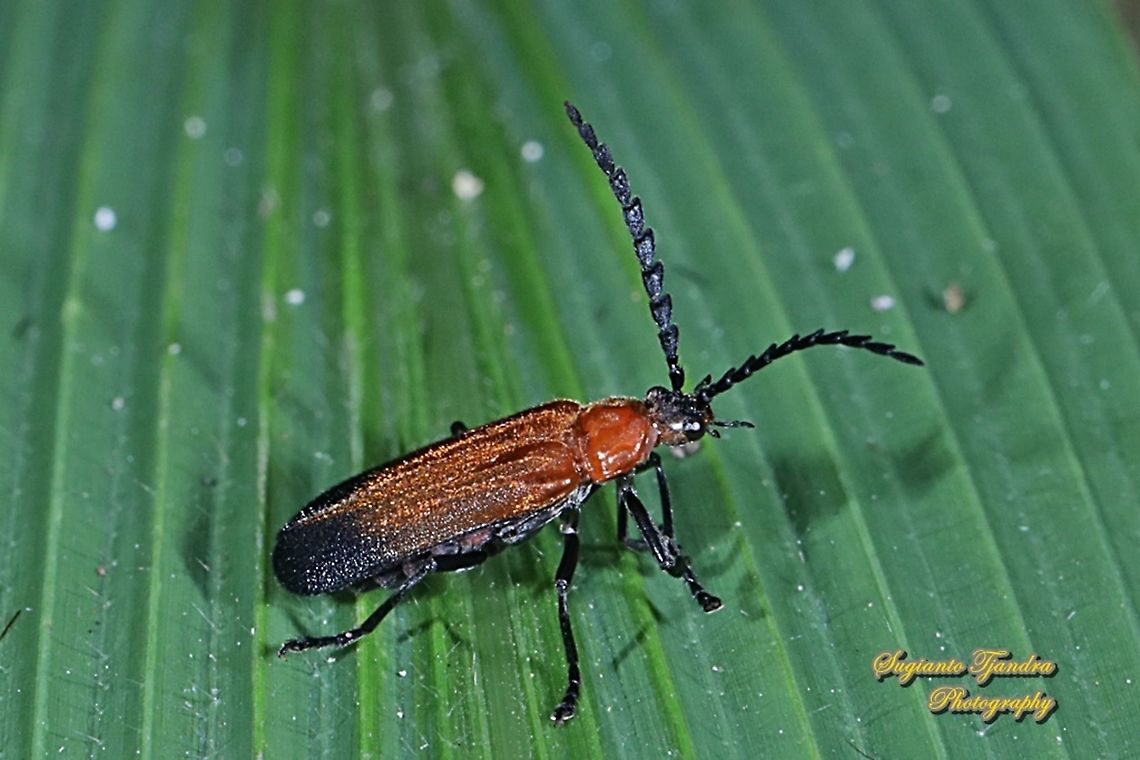 Soldier Beetle (Cordylocera pectoralis)  Cordylocera pectoralis,Geotagged,Indonesia,Summer