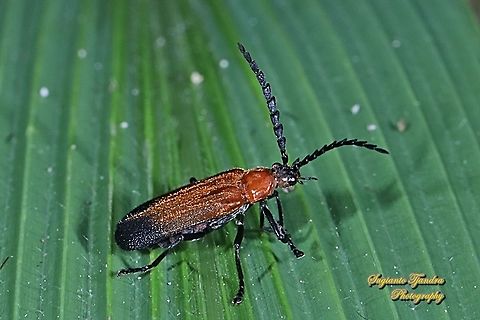 Soldier Beetle (Cordylocera pectoralis)  Cordylocera pectoralis,Geotagged,Indonesia,Summer