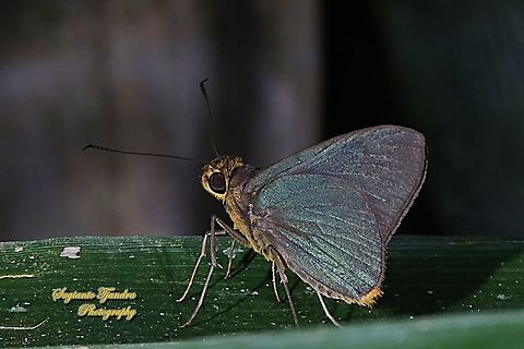 Skipper butterfly, Plain Green Palmer, Pirdana distanti distanti  Agava skipper,Geotagged,Indonesia,Pirdana distanti,Summer